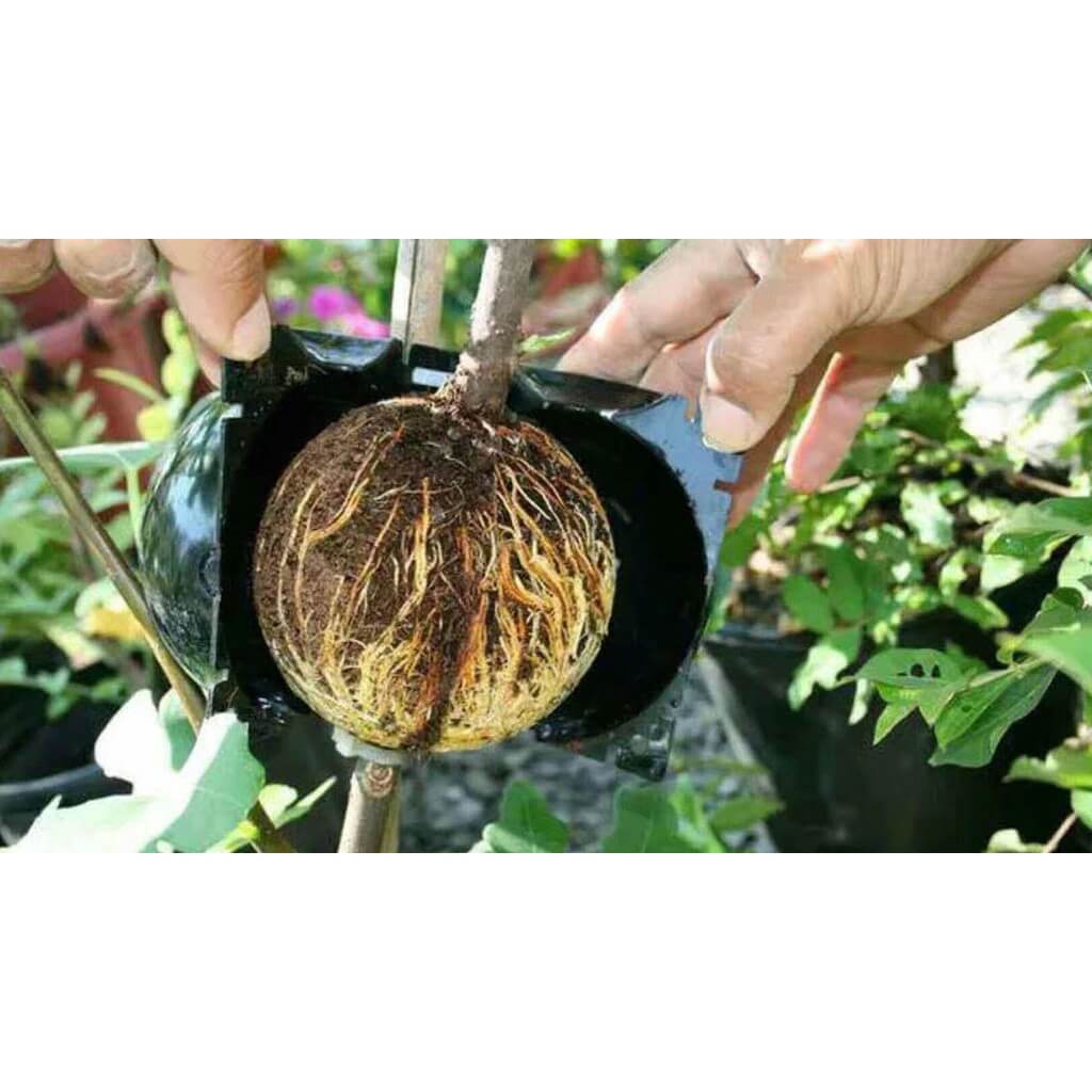 REUSABLE PLANT ROOTING DEVICE